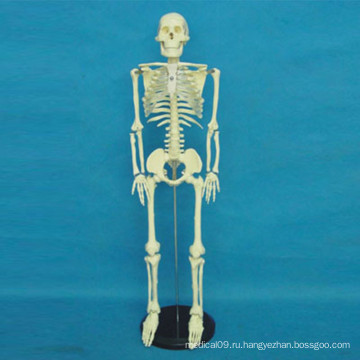 Модель тела человеческого скелета высокого качества для медицинского обучения (R020103)